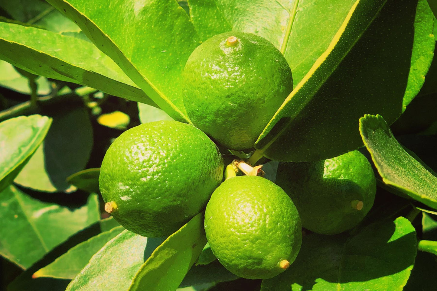 Chili Lime Salt