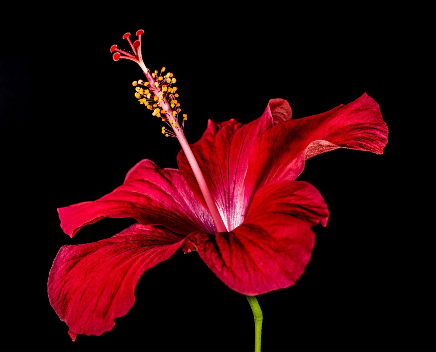 Hibiscus Tajín